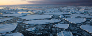 Pancake ice on Arctic Sea Ice. Photo: Dave Walsh davewalshphoto.com