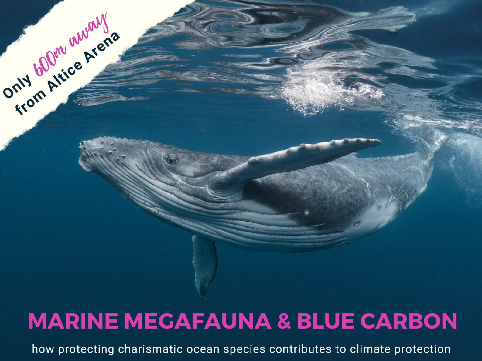 UN Ocean Conference side event: Marine megafauna & blue carbon