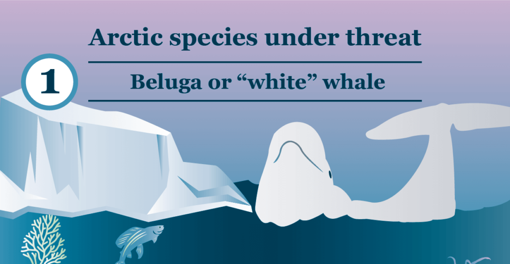 Arctic species under threat 6: Bowhead Whale