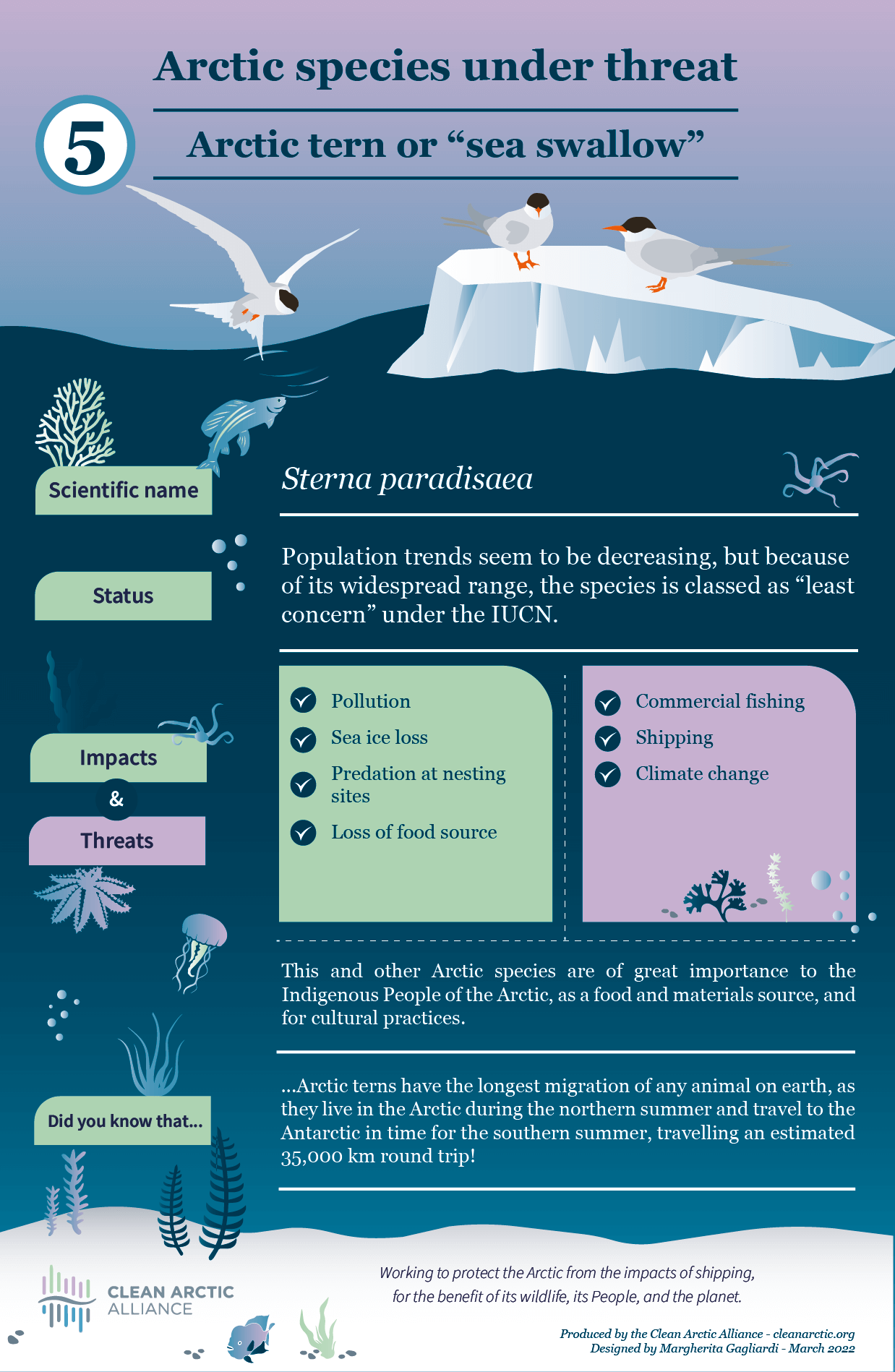 Arctic species under threat 5: Arctic Tern