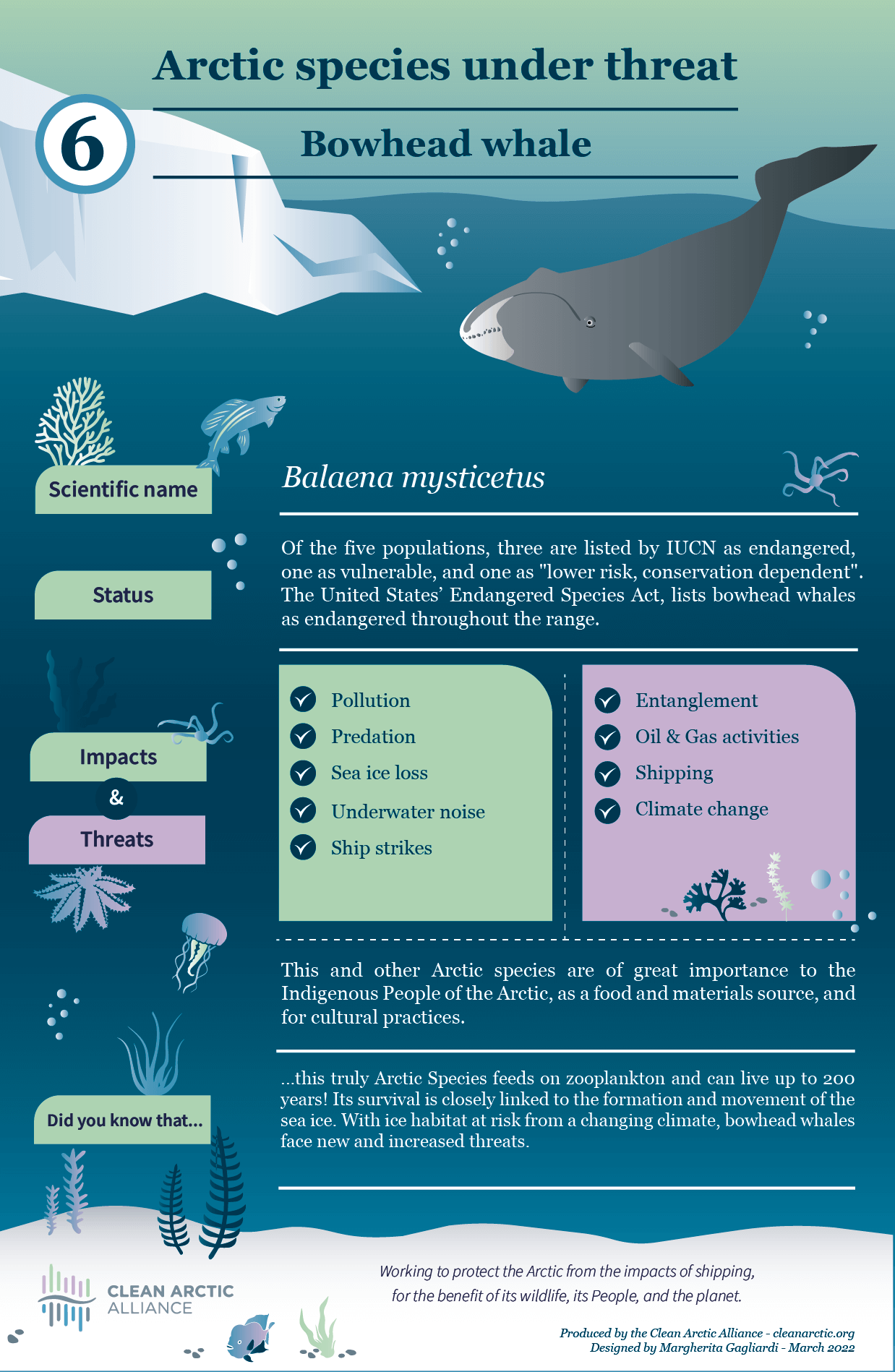 Infographic: Arctic Species Under Threat - Clean Arctic Alliance