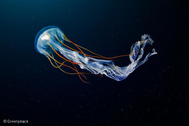 Scyphozoan Jellyfish in the Arctic